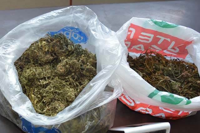 U Doboju oduzeta marihuana, sjeme i stabiljke indijske konoplje
