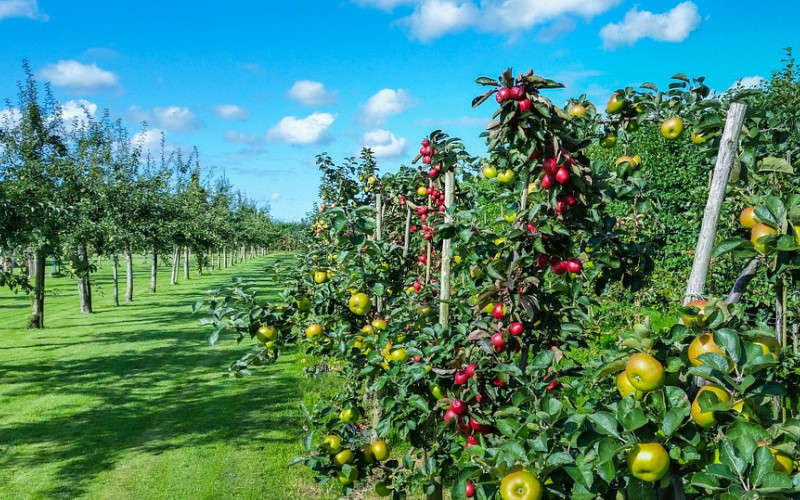 U Semberiji se završava berba jabuka