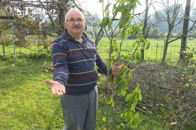 U sanskom selu šljiva rodila usred oktobra