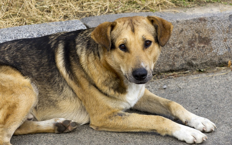 Tri tendera propala, Bijeljina još bez trajnog rješenja za azil