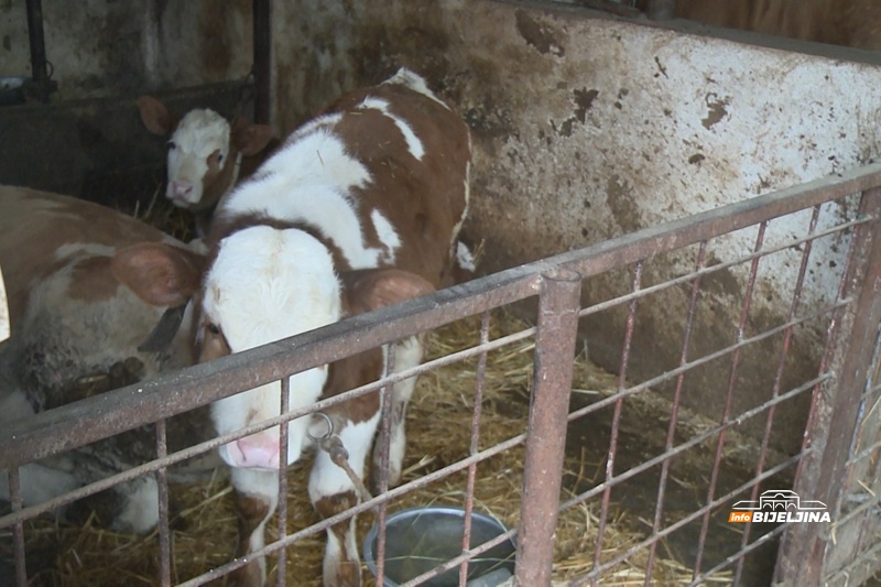 Porodica iz Lopara pokazuje da selo ima budućnost: 