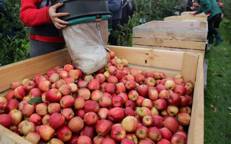 Završava se berba jabuka u Semberiji: Dobar kvalitet, ali je cijena niža od prosječne