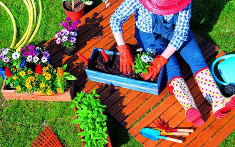 Ovo su tri najbolje biljke za svaki dom