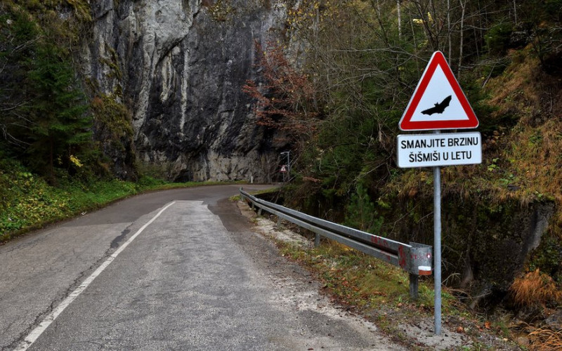 BiH prva na svijetu sa saobraćajnim znakom upozorenja na šišmiše