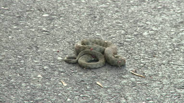 U centru Bijeljine danas uočena zmija