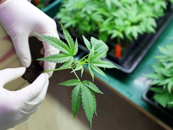 Grčka izdala prve licence za uzgoj kanabisa u medicinske svrhe