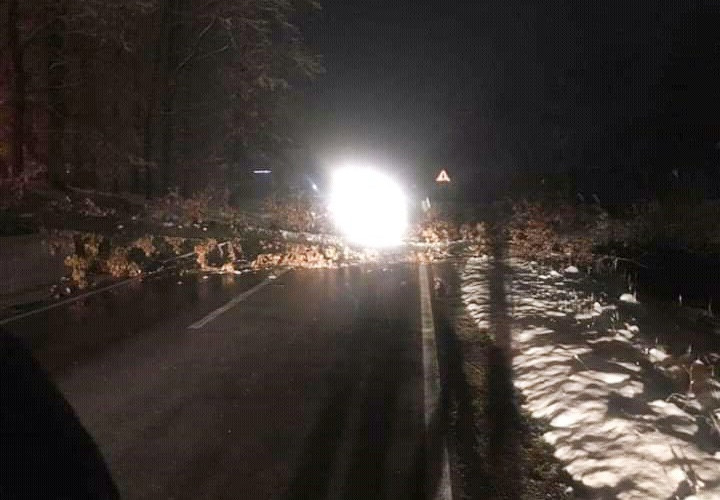 Srušilo se drvo na putu Bijeljina - Ugljevik