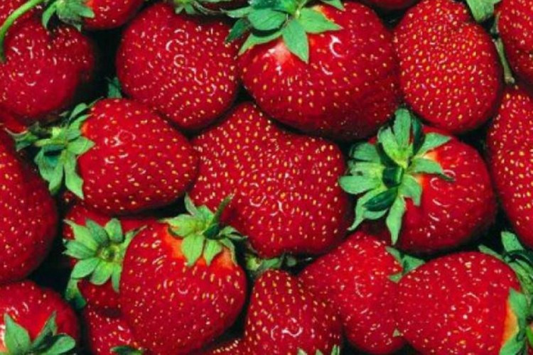 U RS zabranjen uvoz 6,5 tona smrznutih jagoda iz Slovenije