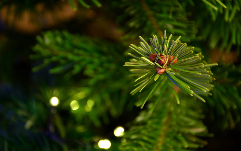 Skandinavski novi trend - prorijeđene i 