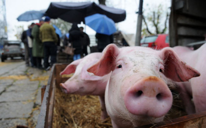 Praznici podigli cijenu prasića