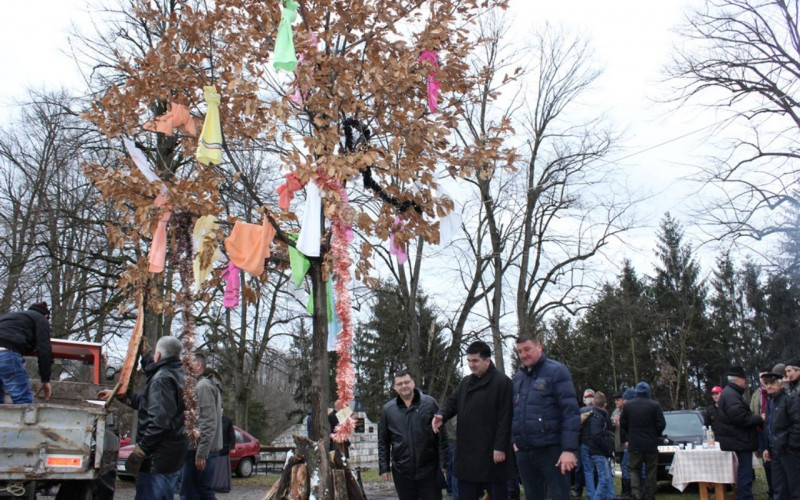 Tradicionalna sječa badnjaka u Priboju