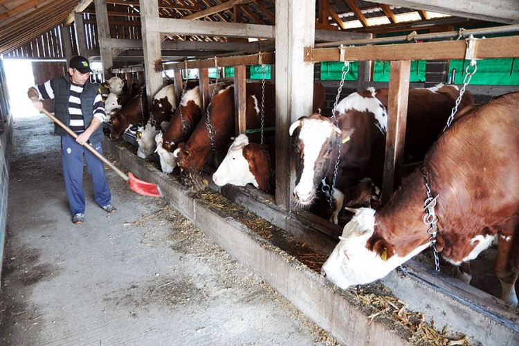 Stočarstvo u životu drži samo nekoliko farmi