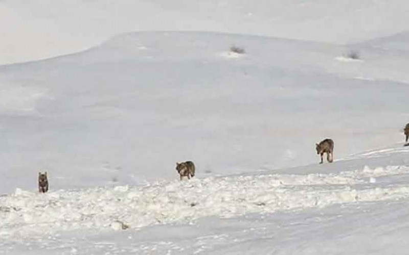 Čopor vukova spustio se nadomak Glamoča