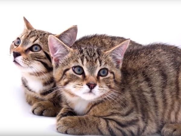 Jedna od najređih životinja na svijetu: Škotskoj divljoj mački preti istrebljenje