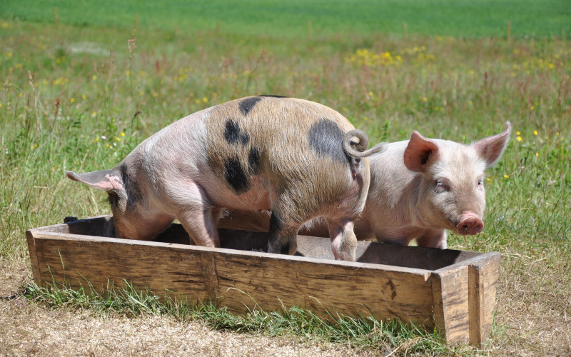 Domaći farmeri strepe od afričke kuge