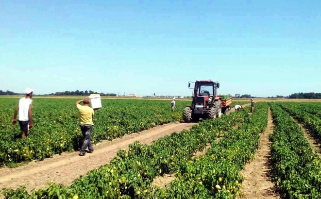 Semberija: Povrće će u tegle domaćeg proizvođača