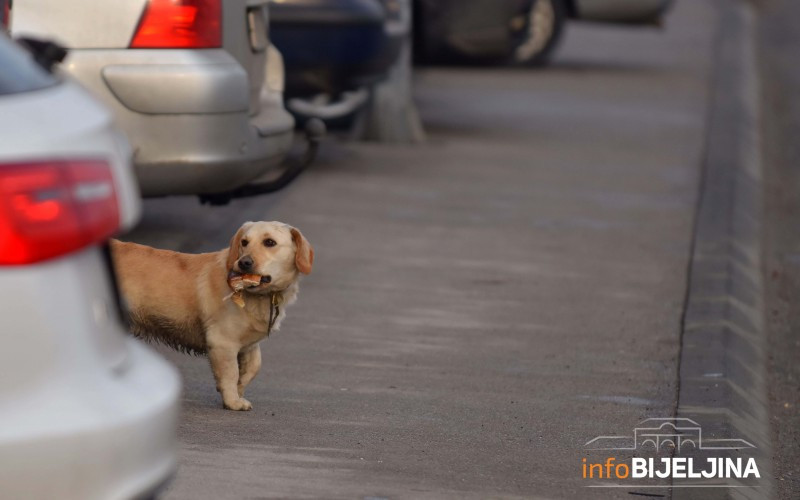 Bijeljina: Zaustavite one koji muče i ubijaju pse /FOTO/