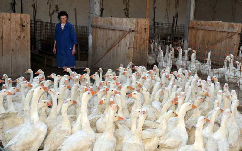 Umjesto da ode u penziju, proširio je uzgoj gusaka