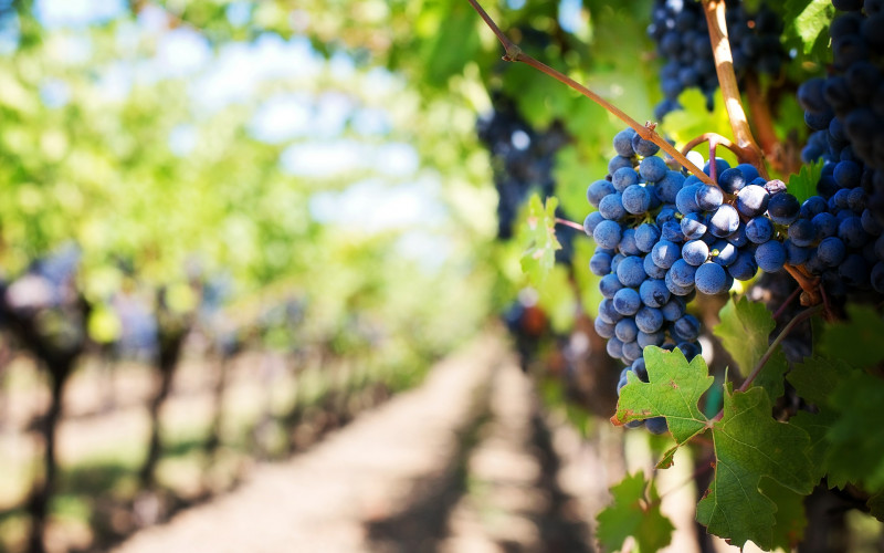 Najskuplje vino na svijetu pije se na kašičicu