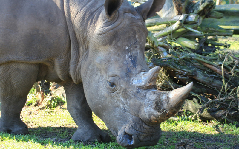 Znate li koje životinjske vrste su istrijebljene u 2018. godini?