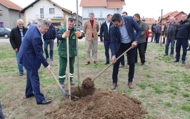 Sadi se drvored u Koviljušama