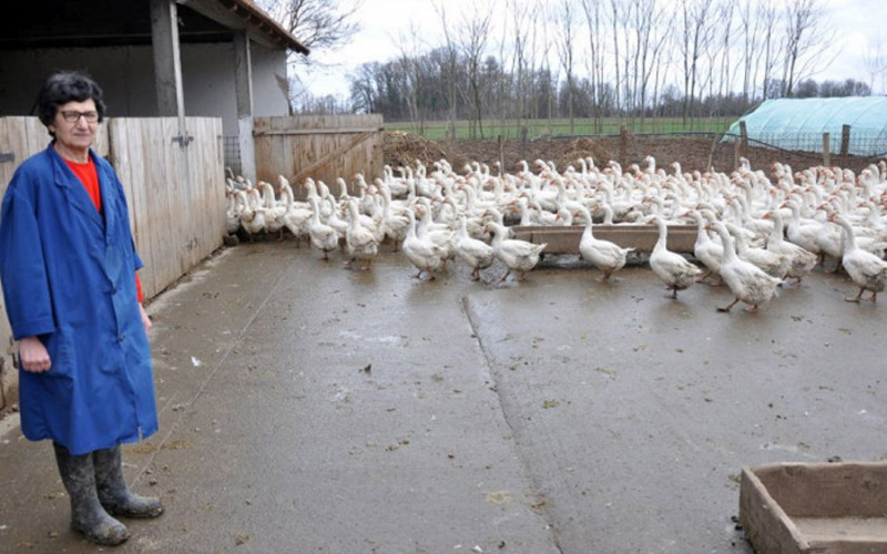 Guske iz Semberije završile i u filmovima i magistarskim radovima