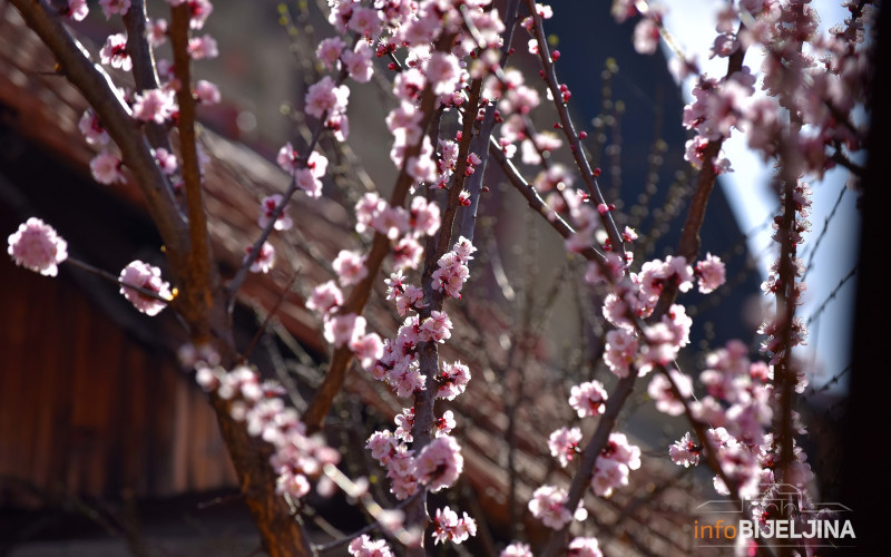 Večeras stiže proljeće