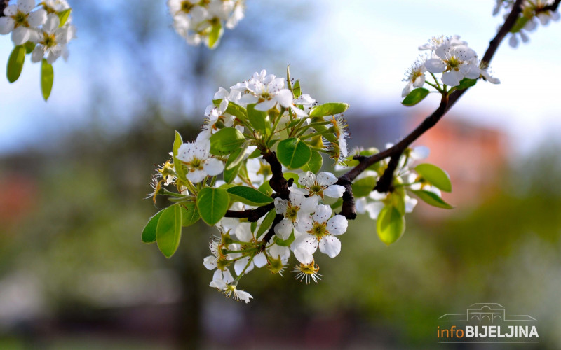 Danas sunčano i toplo