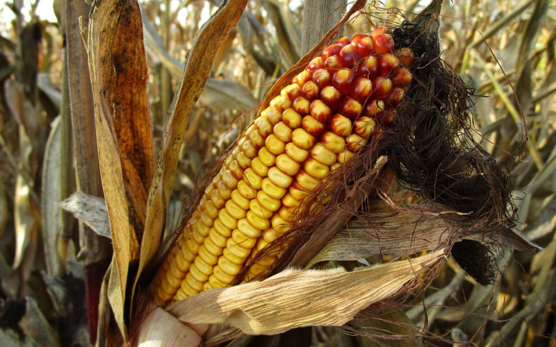 Zabranjen uvoz 1.000 kilograma kukuruza iz Srbije