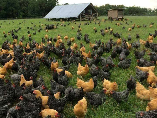 Bijeljina: Zabranjeno držanje domaćih životinja u šest gradskih zona