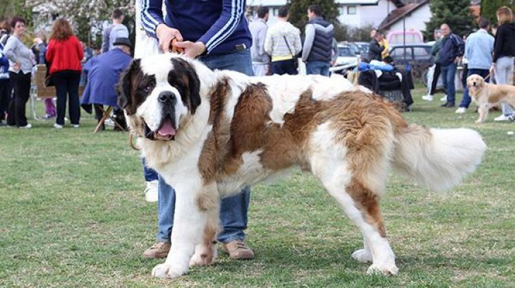 Kinološko udruženje 