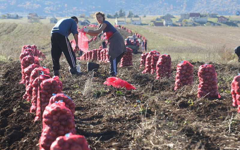 Semberski povrtari smanjili proizvodnju krompira