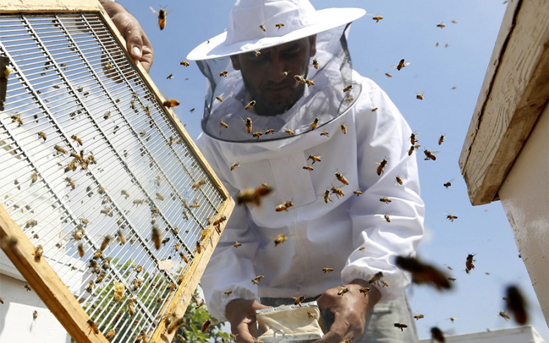Pčela sve manje zbog upotrebe pesticida