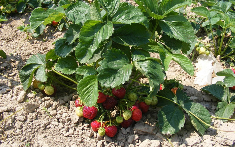 U Semberiji sve više proizvođača jagode