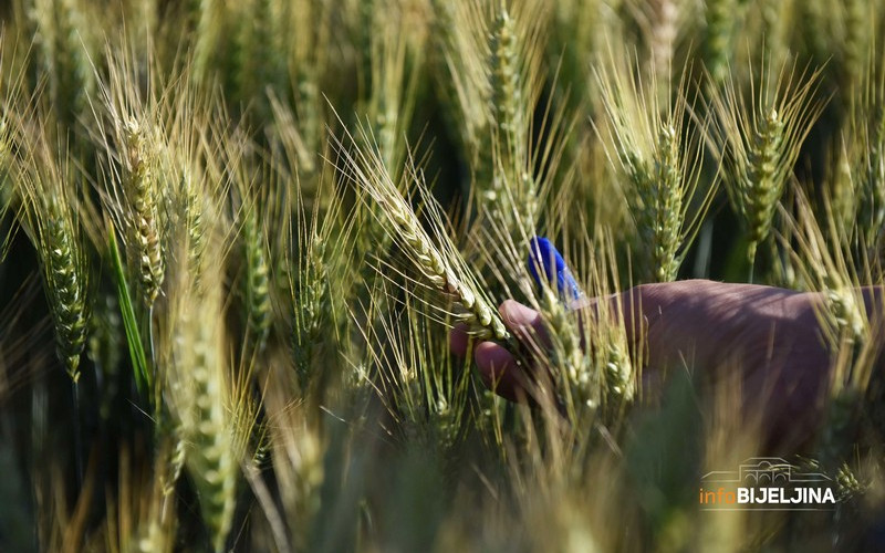 Stroge kontrole površina zasijanih pšenicom, Bijeljina među prvim gradovima na listi za kontrolu