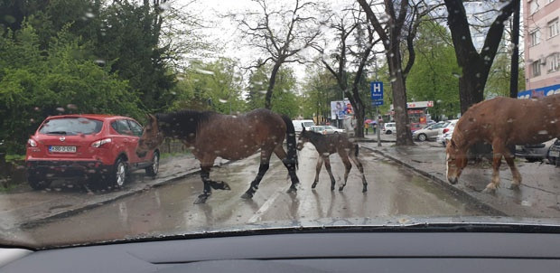 Neobičan prizor  - konji u šetnji Banja Lukom