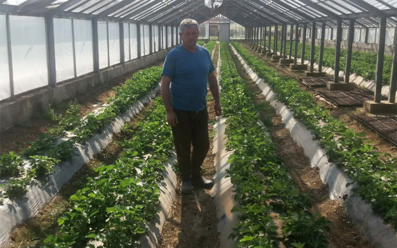 Jagode iz Semberije već na tržištu, cijena i do sedam KM