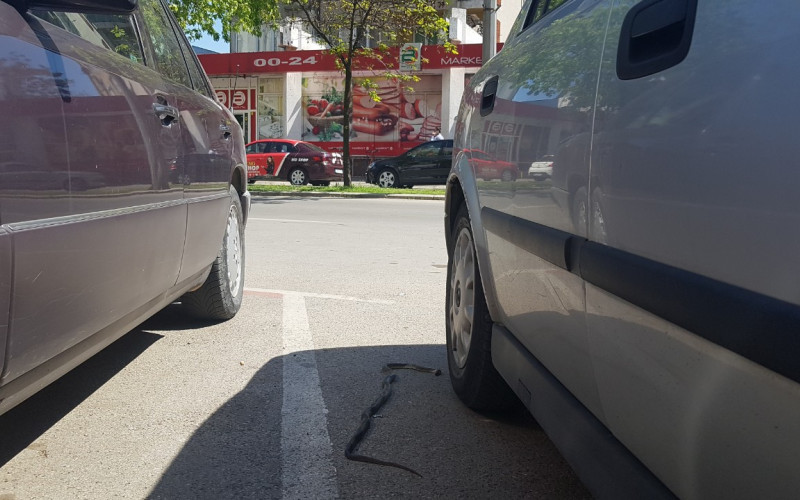 Zmija u centru Bijeljine /FOTO/