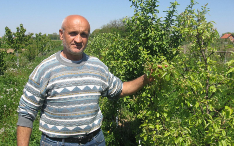 Semberac Nikola Nikolić od zaborava čuva autohtone sorte voća