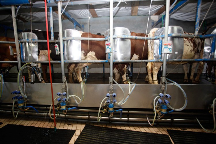 Manja premija nije usporila mljekare