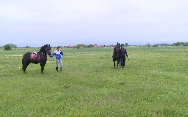 Konjičke trke na poljima Semberije