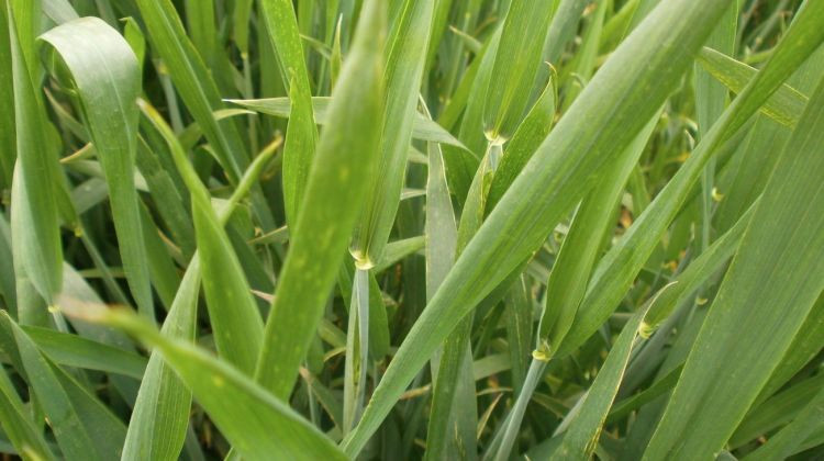 Isplaćeni podsticaji za prošlogodišnju pšenicu