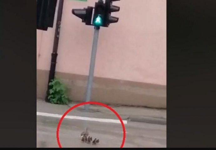 Patka i pačići u Bihaću čekali zeleno svjetlo, pa prešli ulicu