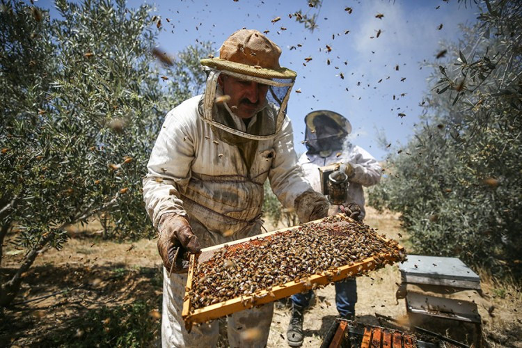 Domaći med zapostavljen zbog gorke konkurencije