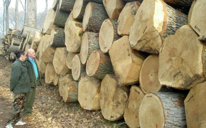 Šumarstvo hvata zalet