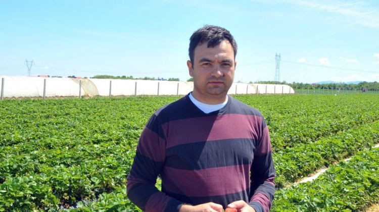 Bijeljina: Magistar informatike uzgaja jagode i trešnje