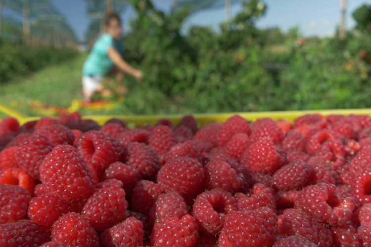 Malinari sanjaju duplo veće otkupne cijene