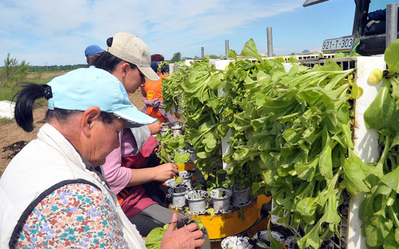 Kasni sadnja duvana u Semberiji i Posavini