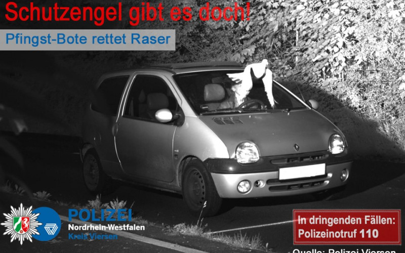 Golub ga spasio od kazne za prebrzu vožnju