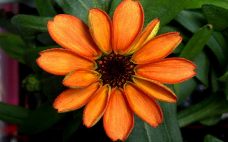 U svemiru sada raste i cvijeće